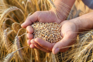 Воронежские аграрии собрали четвертый миллион тонн зерна 