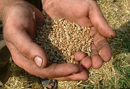 Более 150 тыс тонн зерна отправила на экспорт Воронежская область в 2021 году.