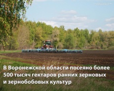 В Воронежской области посеяно более 500 тысяч гектаров ранних зерновых и зернобобовых культур